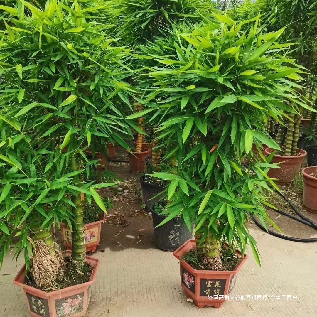 四季常青竹苗佛肚竹盆景室内竹罗汉竹花卉盆栽竹花好养观赏佛绿植