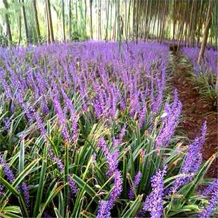 Golden-Edged Ophiopogon Japonicus Grass Seedlings for Outdoor Planting, Perennial Perennial Grass Flowers, Evergreen Villa Courtyard Herbs for All Seasons