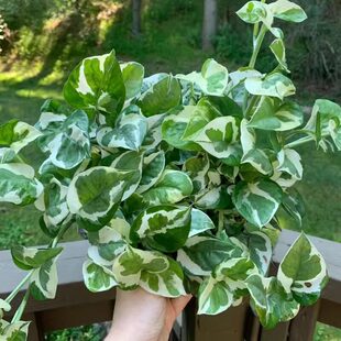 �׽��ѩ�����~�G�}���Ժ��B�k���҃���������ȩ�Gֲ���L�ٴ���