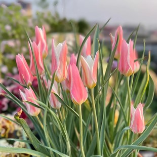 ԭ��������N��С������������ͻ����ܺ��m�M�����Ե�������ֲ��