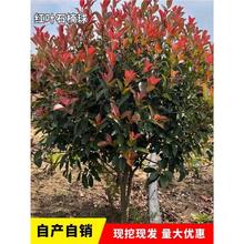 t~ʯ骘ͥԺֲeؾGСļGhͺ