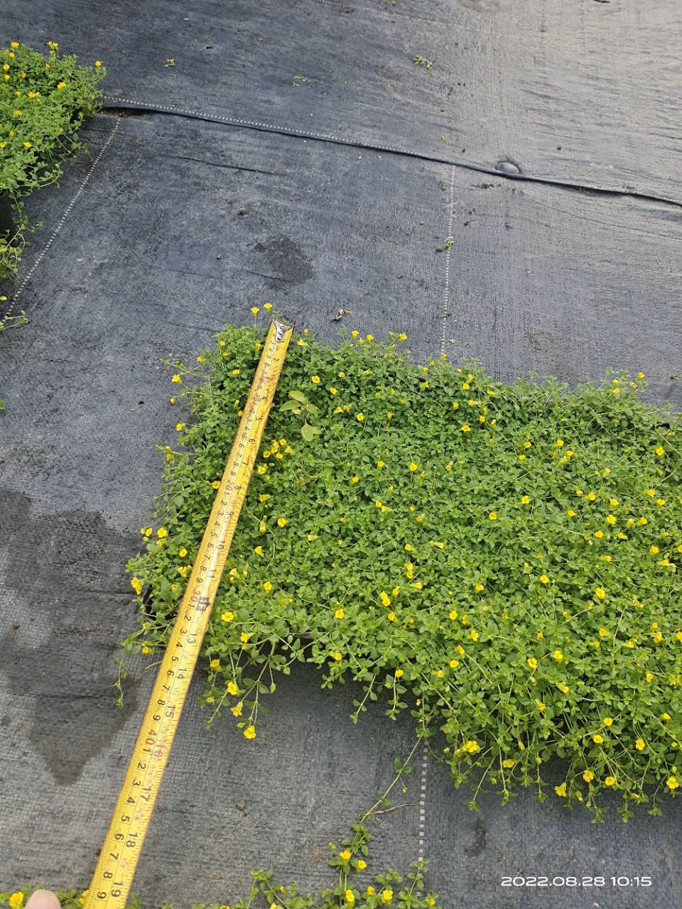 Джин Ша Ман Джи Ян Дяо Трава Китайский Седум