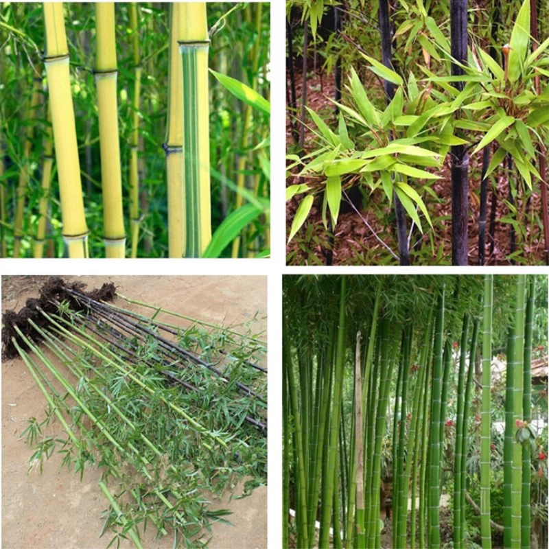 Садовое растение Золотая инкрустация Нефрит Бамбуковая рассада Фиолетовый Бамбуковая рассада Ранний сад Бамбук Зеленый Бамбуковая рассада Мосо Бамбук Луохан Бамбуковая рассада Домашнее Садоводство
