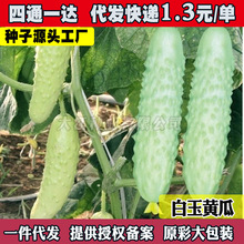 ˮ���׹ϷN�Ӱ�Ƥ�����S�϶�֭ˬ�ڿ��rʳ�߲��̨�߲˷N�Nֲ