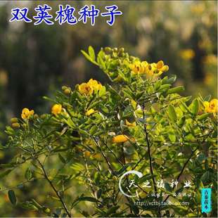 Double-Podred Acacia Seeds, Yellow Acacia Seeds, Chinese Acacia Seeds, Acacia Seeds, Purple Acacia Seeds, Sowing Shrub Seeds
