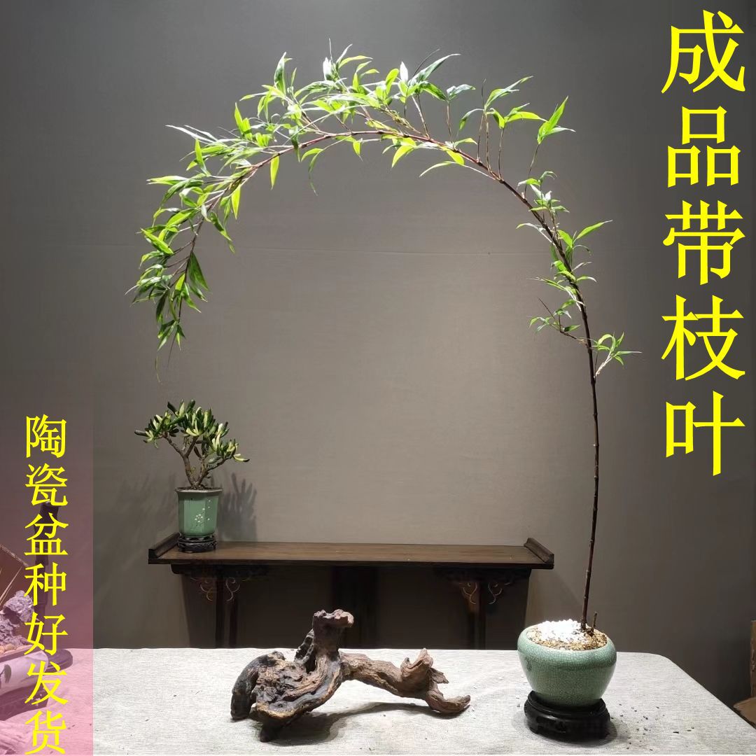 详情图