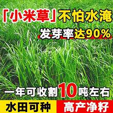 小米草种子水草水稗草种籽一年生鱼虾蟹雀叶稗湖南稷子耐水淹耐旱