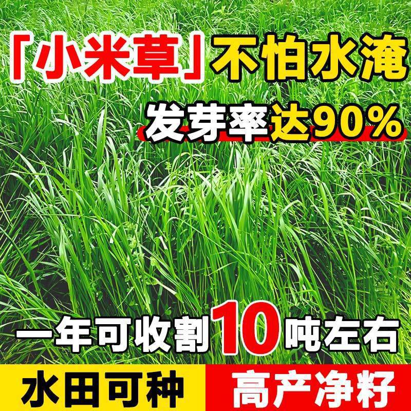 小米草种子水草水稗草种籽一年生鱼虾蟹雀叶稗湖南稷子耐水淹耐旱