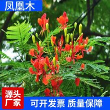 新采凤凰木种子 凤凰花红花楹火树金凤花红花楹树火树洋楹