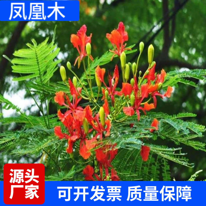 新采凤凰木种子 凤凰花红花楹火树金凤花红花楹树火树洋楹