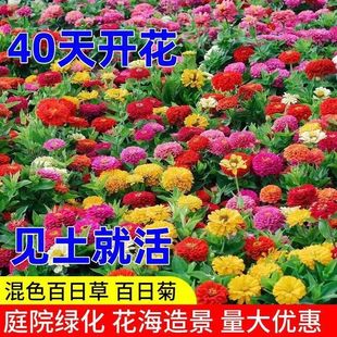 ���ղݰ��U���N���ذ���ļ��_���׻���վջ��N���׻���L