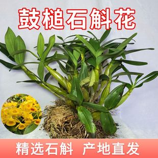 ��Ϲ�鳽��O���ȴ�̴�������������FƤʯ���N�玧�����Ҿ�����