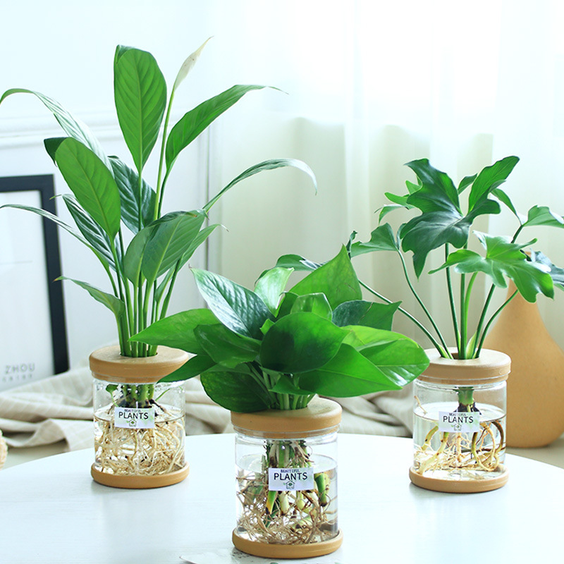 グリーンラタン水耕栽培ホルムアルデヒド除去鉢植え金のなる木ミント富竹屋内花緑植物オフィスグリーンラタン|undefined