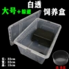 Large white transparent breeding box+dodge