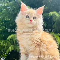 Кошка Мэн Кошка Чистокровная домашняя кошка Русская гигантская кошка Живая сажа черный коричневый тигр Мэн длинношерстная кошка