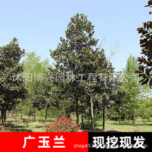 荷花玉兰苗盆栽红白黄玉兰花苗室外庭院耐寒花卉植物绿化广玉兰树