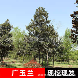 荷花玉兰苗盆栽红白黄玉兰花苗室外庭院耐寒花卉植物绿化广玉兰树