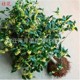 ͥԺܼ޽ӹ𻨘辰ļ_Bľ¹ͺ