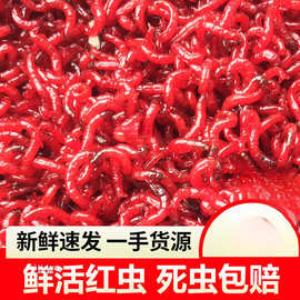 鲜活红虫活饵特大号公虫喂鱼饵拉饵钓鱼蚯蚓天津鲫鱼野钓代发包邮