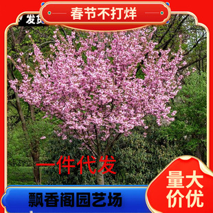 һ�����l�ѻ�����ͥԺ�Nֲ���Թ��̨�ͺ����ܾGֲ�ߗU�ձ��ذ�