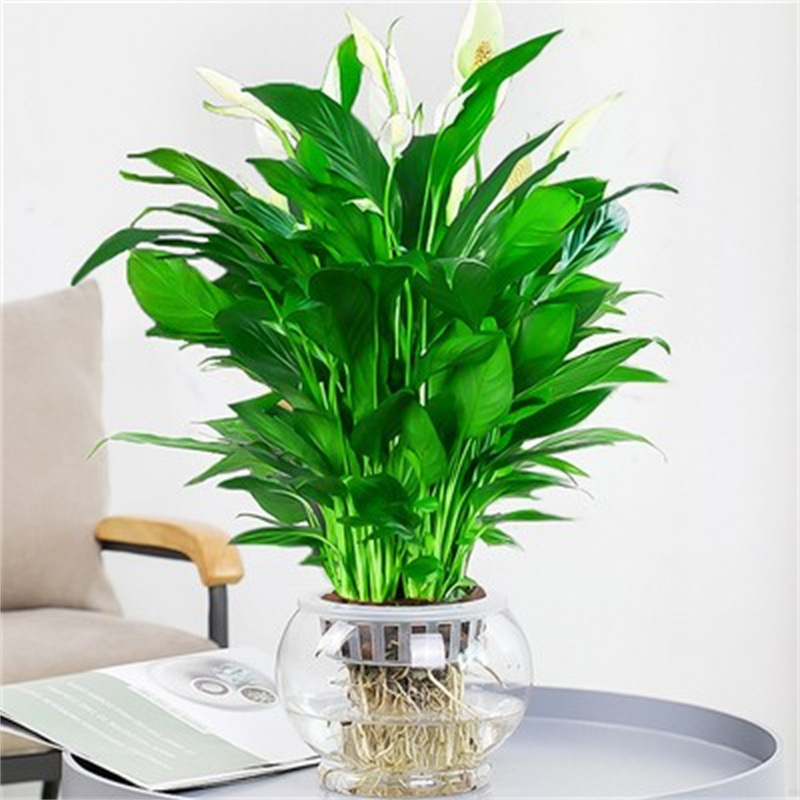 흰야자 6~8개, 꽃이 있는 겨울참외, 흙그릇+양액