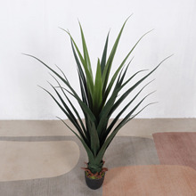 ����Gֲ���������m�����ᎧɳĮֲ��m�����b������҃Ȳ��쾰