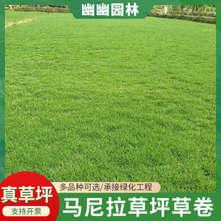 Base Supplies Turf for Gardens and Courtyards, Planting Manila Drought-Resistant Grass Seeds, and Drought-Resistant Lawn Grass Such as Ryegrass