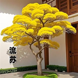 Seedling good seedling seedling tassel tassel greening four seasons Kirin courtyard drought-resistant potted flowers blood old pile cold-resistant