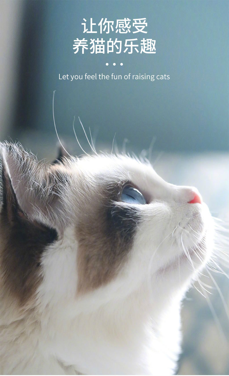 多图投影逗猫手电