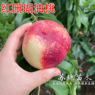 ���Ҙ����޽Ӽtɺ�����Ҙ����������������Ϸ������Nֲ�����