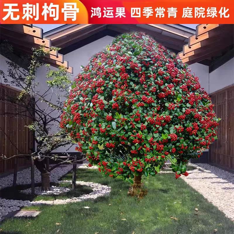 金玉满堂树无刺枸骨球红果冬青四季常青室外耐寒绿化苗庭院骨刺