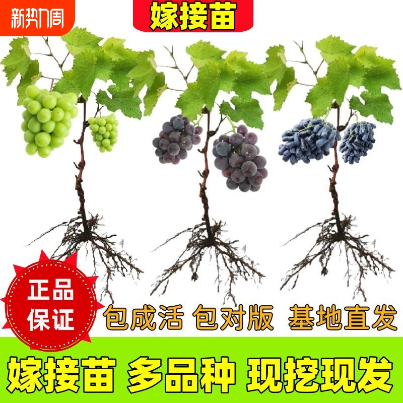 Саженцы винограда Sunshine Rose Sapphire в горшках с почвой Южные посадки плодовых саженцев Северные сорта саженцев Виноград Kyoho