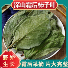 新货柿子叶中药材干柿子叶茶整柿子叶霜后柿子茶叶霜打可搭凡士林