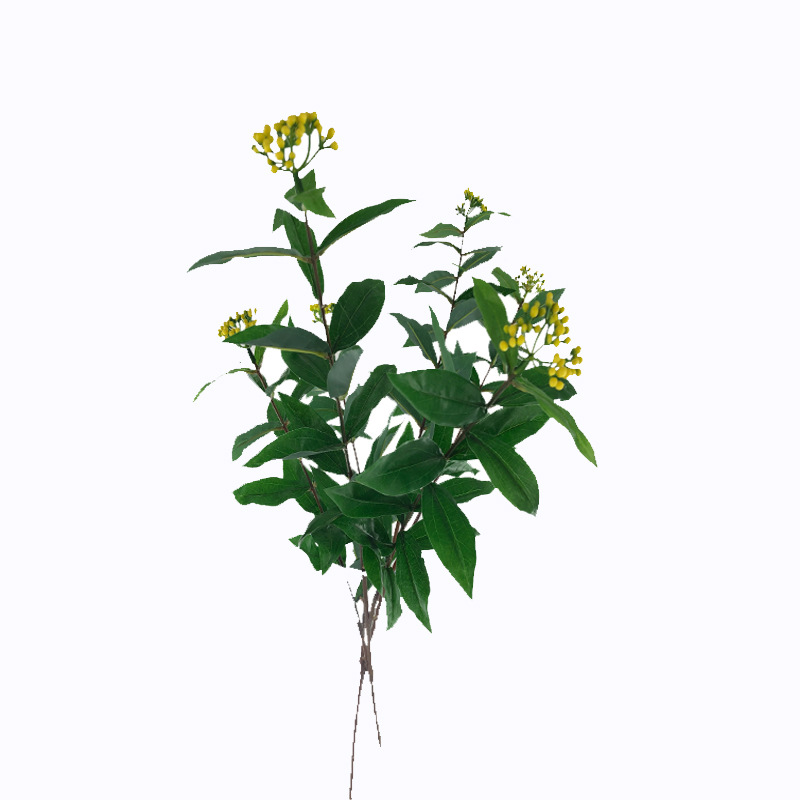 XRB-243 红楠三叉枝  (3).jpg