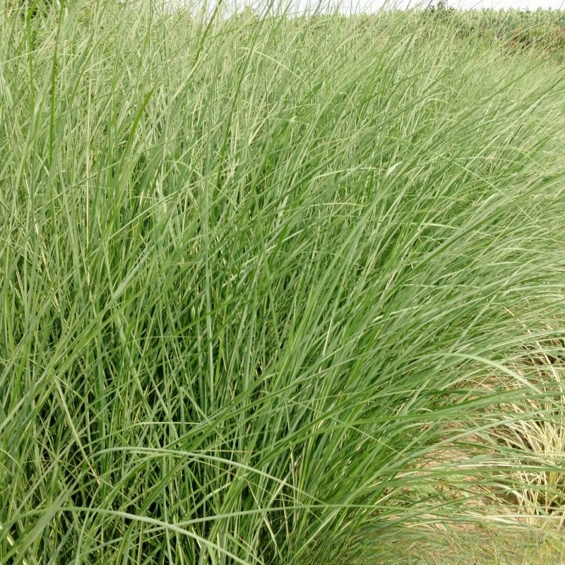 Питомник Оптовая Miscanthus Многолетние Травы Ландшафтный Дизайн Декоративные Травы