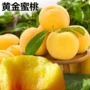 盆栽嫁接地栽桃子桃树苗