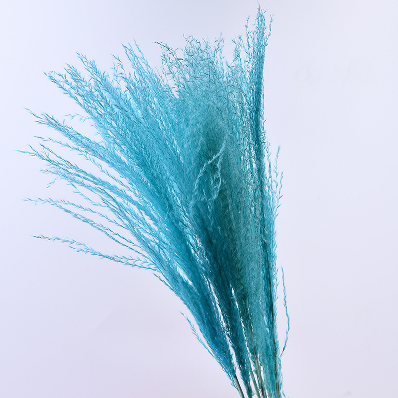 닐란 (10 pts/번들)