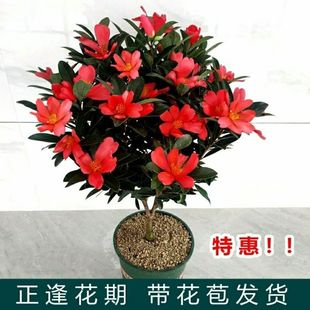 һ�����lɽ�軨�����ļ��_���辰ֲ����B�޽Ӷ��N�軨�������⻨