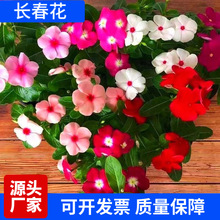 _LN껨ɫG̨҃ͥԺBױ軨N