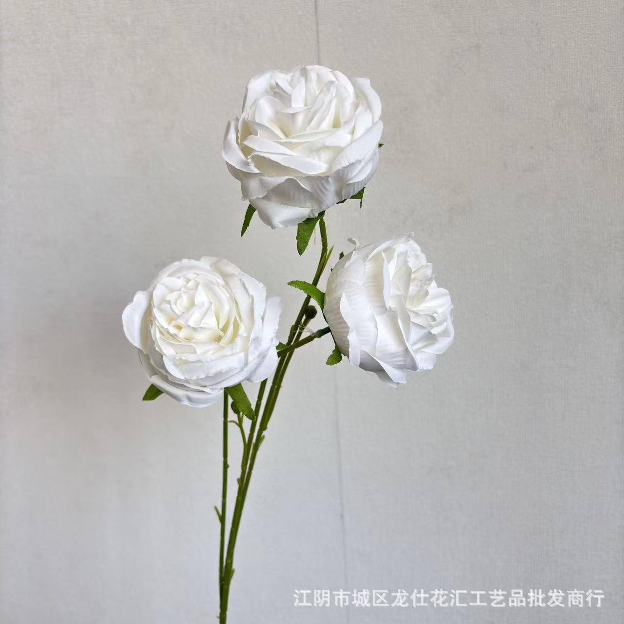 샬롯 오스틴
