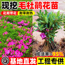 ë���N����ë���Ͼ괺�ľ�С�繤�̾G����ӳɽ�tͥԺ�ļ�ֲ�ﻨ��