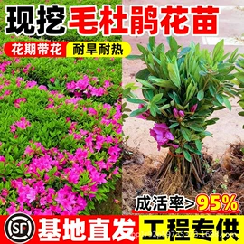 盆栽;园林果树;乔木