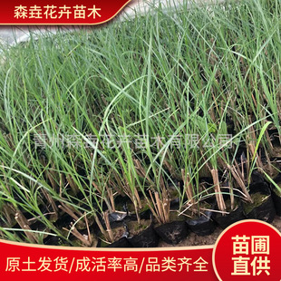 Fine-Leafed Mangrove Potted Flower Border Decorative Plants, Wetland Greening Foliage Plants, Greening Multi-Bud Fine-Leafed Mangrove Cup Seedlings