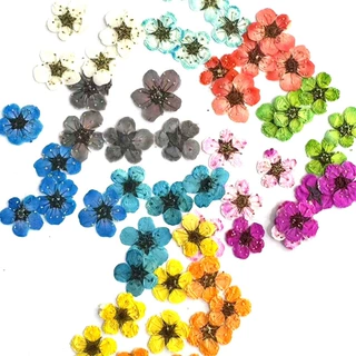 小水仙压花 珍珠梅干花押花diy材料滴胶饰品手机壳化妆美甲干花