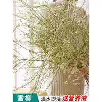 Свежие ветки двойной снежной ивы, сушеные ветки, горшечные культуры, гидропоника, Комнатные цветы, хорошее кормление, Замачивание воды, укоренение, лонглю, хорошее цветение