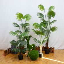 ��ֲ���ȿ����ڼҾӰڼ����Լ����ѿ����ֲ���辰С�ȿ���Ӱ����