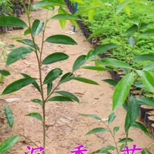 沉香树苗奇楠沉香苗名贵苗木沉香苗珍贵药材海南沉香木苗绿化