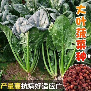 ���~���˖j�����ļ��ɷN�߲��ﶬ�˖j�N�̨���Բ����ͺ���