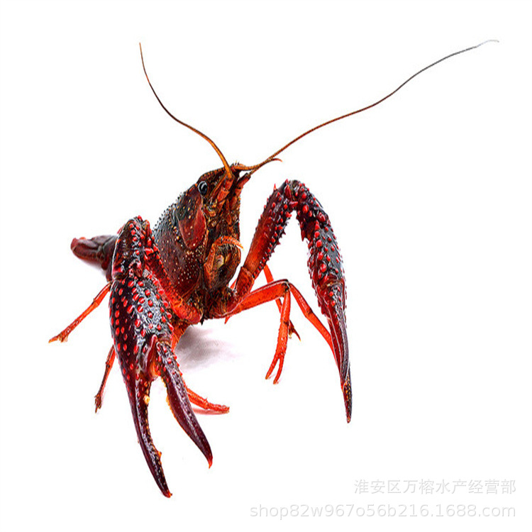 Redcon_20200526074829202575ecd