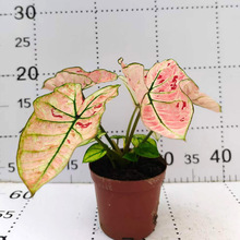 ������ֱ�����W�t���~���^�~ֲ�����ԾӼҾGֲ���� 100#��ݮ֮��